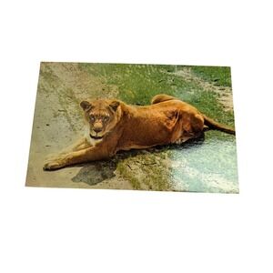 Vintage Great Adventure Jackson NJ African Lioness Safari Park Postcard
